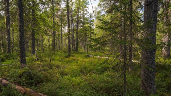 Film: Guld och gröna skogar 