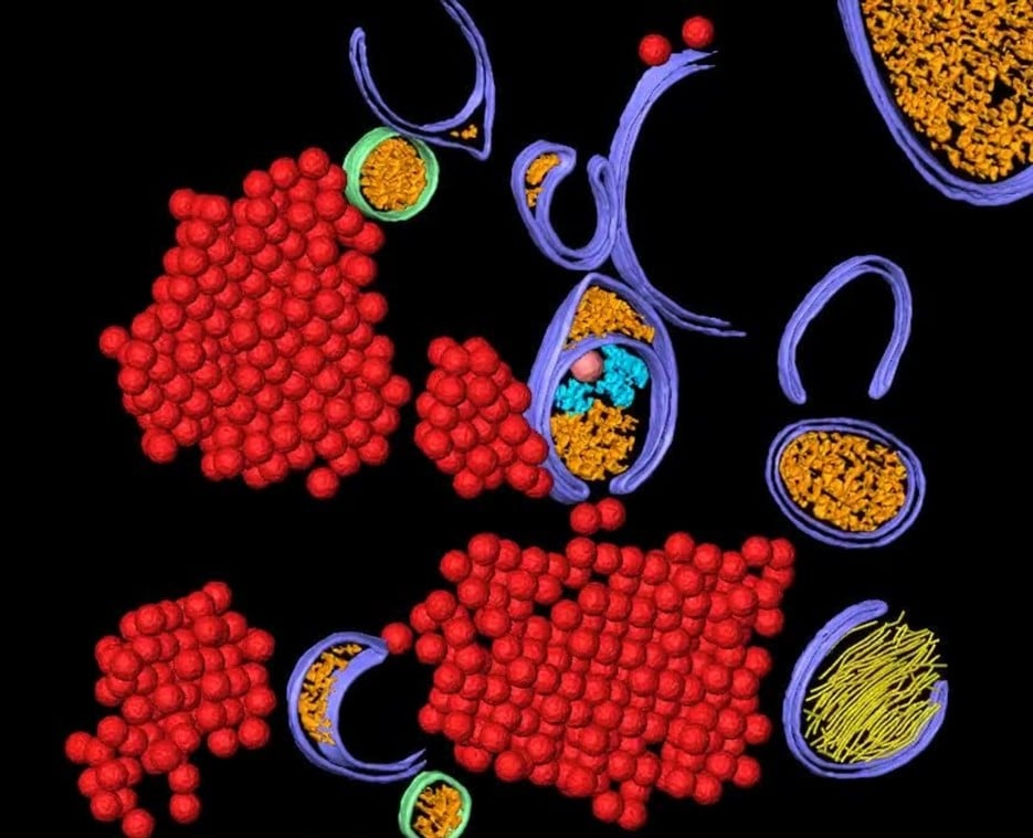 Film: Animation poliovirus
