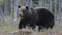 Bear in the woods