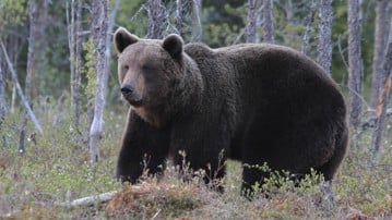 Bear in the woods