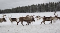 Genrebild på renar som Inger Öhlund bidragit med. Inger Öhlund är verksam som forskare vid institutionen för klinisk vetenskap, pediatrik.  Obs: Lågupplöst bild som lämpar sig bara för webb.