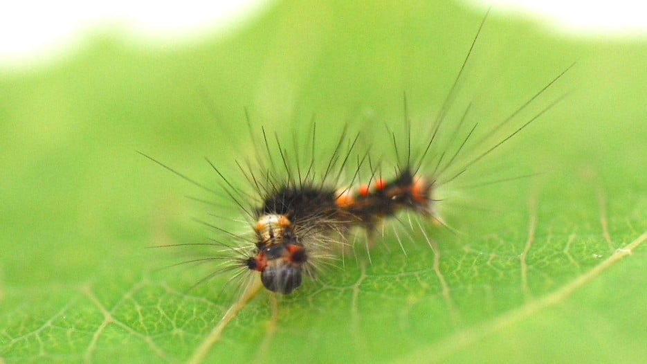 Small black larva with red dots and long spiky hairs on a plant leaf.