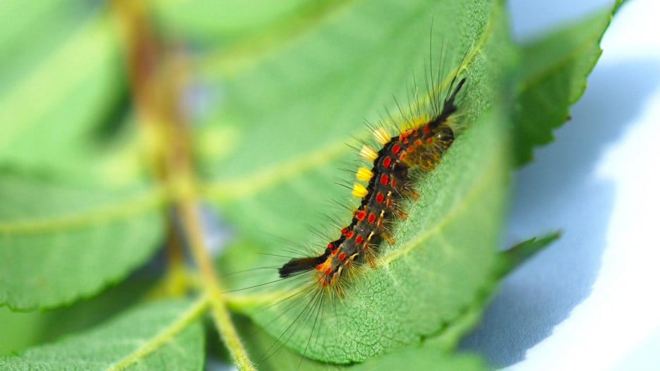 A red, yellow and black coloured larvae sitting on a leave