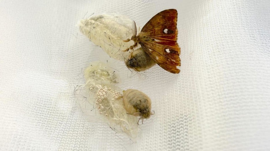 Rusty tussock moths mating on a white cloth.