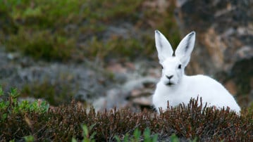 Hare i vinterpäls.