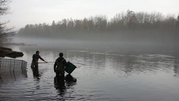 Forskarna Daniel Cerveny och Marcus Michelangeli från SLU i Umeå samlar i unglaxar i Daläven. Unglaxarna lade grunden till studien som publicerats i Science. 

The researchers Daniel Cerveny and Marcus Michelangeli from SLU in Umeå are collecting juvenile salmon in the Dal River. The juvenile salmon formed the foundation of the study published in Science.