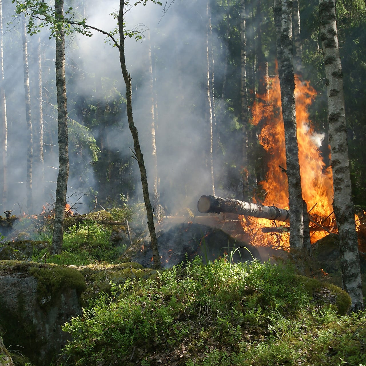 Skogsbrand, Sverige.