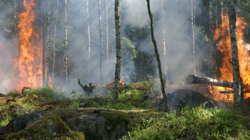Skogsbrand, Sverige.