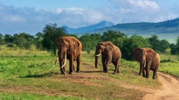 African elephants Loxodonta africana, Lualenyi, Tsavo Conservation Area, Kenya, East Africa, Africa