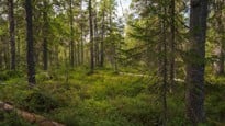 skogsbilder