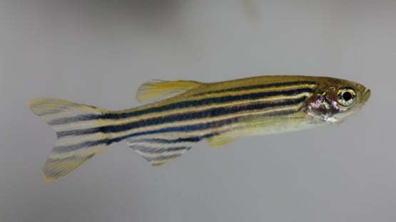 Zebrafisk från Mostphotos