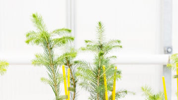Små granplantor vid Odlingsenheten, Växthuset. Fotad för Aktum nr 3, 2016.