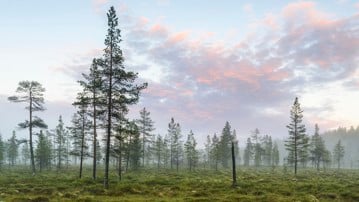 Landskap som visar en myr, barrträd och en blårosa himmel.