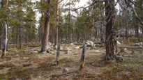 Skog