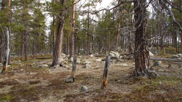 Skog