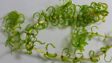 Den invasiva växten Elodea Nuttallii.