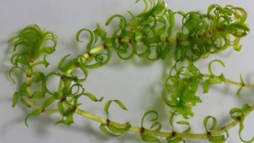 The invasive aquatic plant Elodea nuttallii.