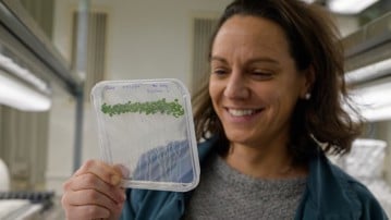 Barbora Pařízková looks at a plate with Arabidopsis thaliana plants growing with visible roots.