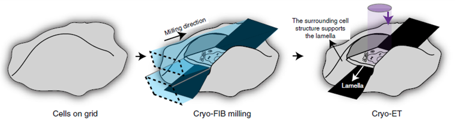 Illustration showing sample preparation for Cryo-lamella