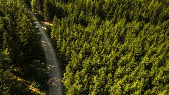 Flygbild över skog. Genrebild från Mostphotos.