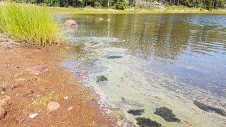 Blomning av cyanobakterier vid Rensviken, norra Ulvön.