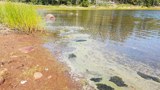 Blomning av cyanobakterier vid Rensviken, norra Ulvön.