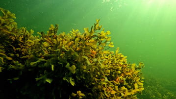 Fucus growing on a stone.