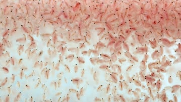 Zooplankton.