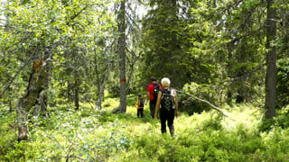 Vandrare i skog. Genrebild från Mostphotos.