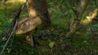 skog