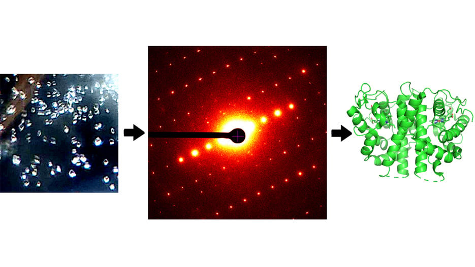 MicroED. Left image: Mikro-crystals of hen eggwhite Lysozyme, which is a part of the eggs immune system. Crystals almost not visible in the light microscope are most suitable for MicroED. Central image: Diffraction pattern of sugar from a Glacios electron microscope at UCEM, Umeå Center for Electron Microscopy. Right image:  3D model of a protoglobin determined with MicroED