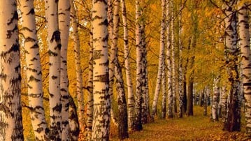 Film: Björksvampen chaga - naturkur eller canserbränsle?