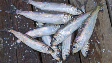 Fångad strömming på en brygga.