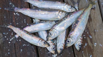 Catched herring on a dock.