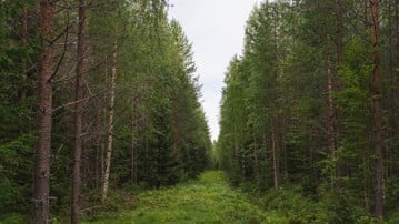 skogsbilder