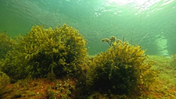 bladderwrack