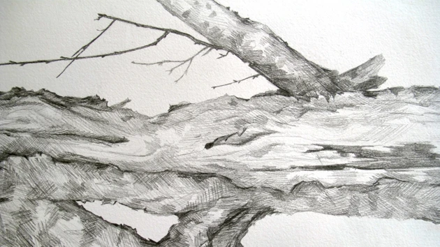 Teckning natur
