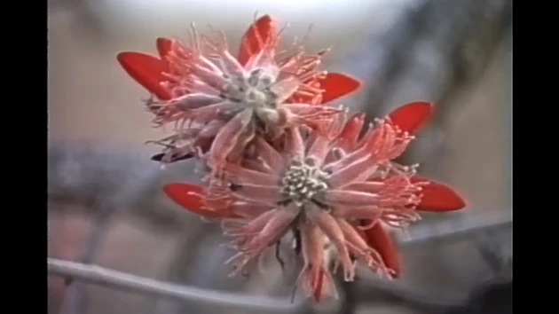 Röd blomma