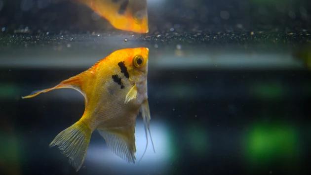 En fisk i ett akvarium som tittar på vattenytan