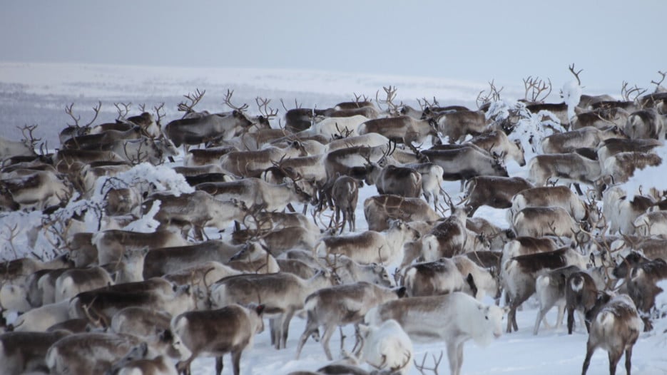 Bild på renhjord