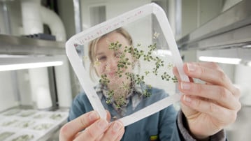Arabidopsis thaliana seedlings growing on agar plate