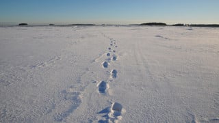 Bild på fotspår