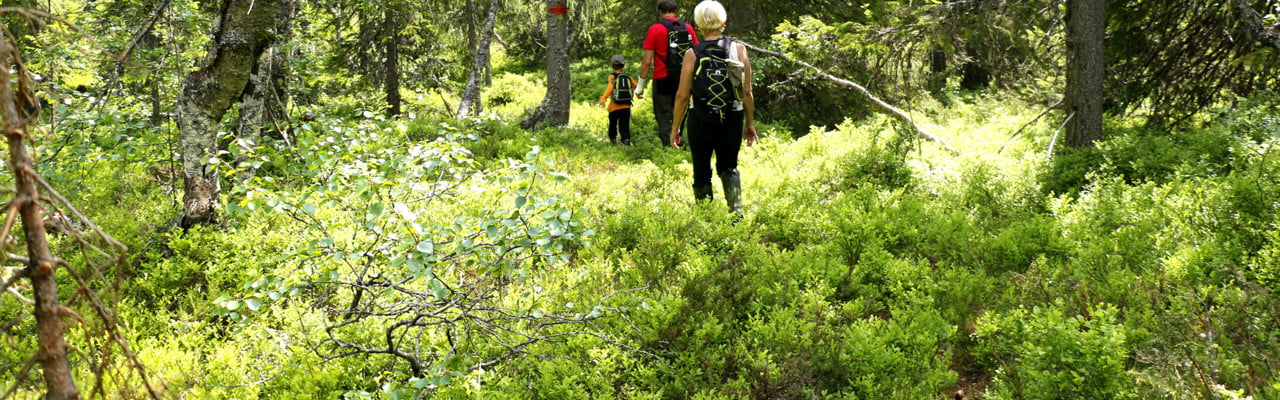 Bild på Vandrare i skog
