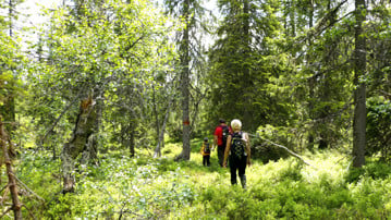 Bild på Vandrare i skog
