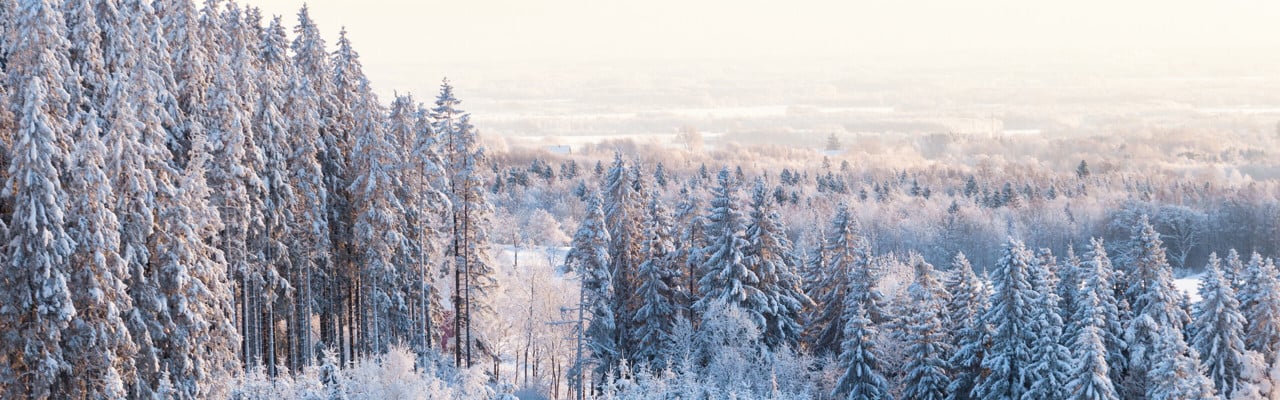 Vy över en skog på vintern med snö och frost.