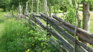 Gärdesgård i sommarlandskap.