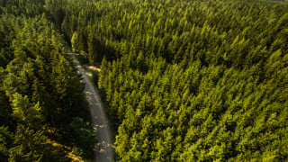 Future Forests