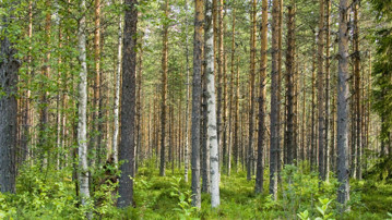 Skog med blandade trädslag.