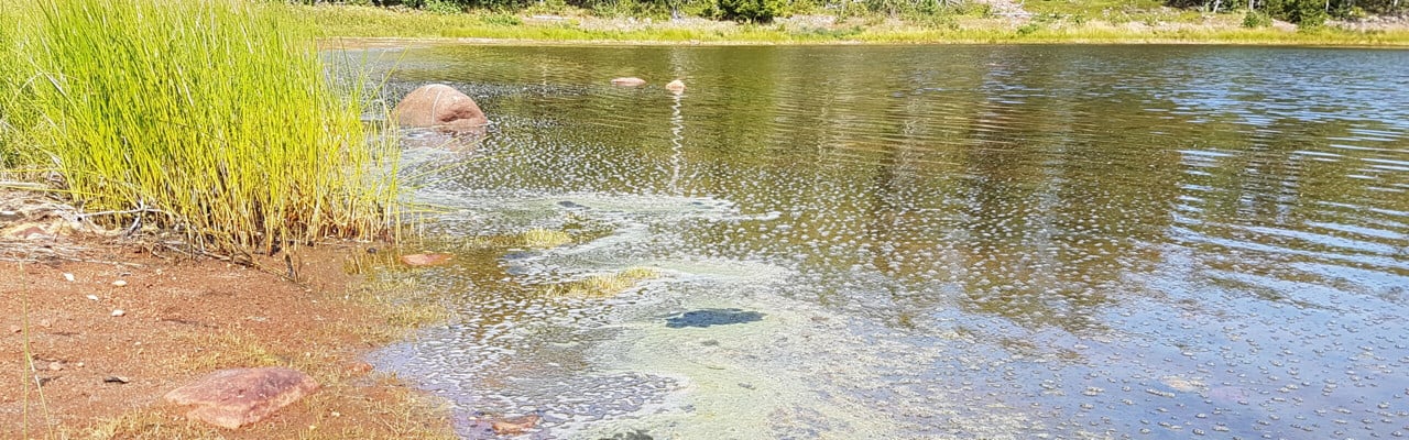 Blomning av cyanobakterier vid Ulvön, Bottenhavet.
