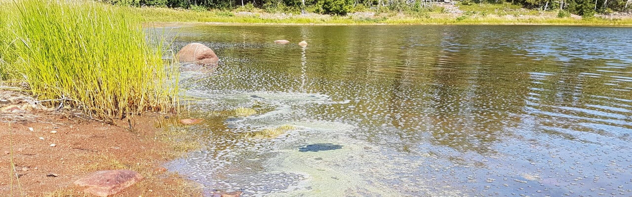 Blomning av cyanobakterier vid Ulvön, Bottenhavet.